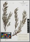 Foto von Salix arenaria L.